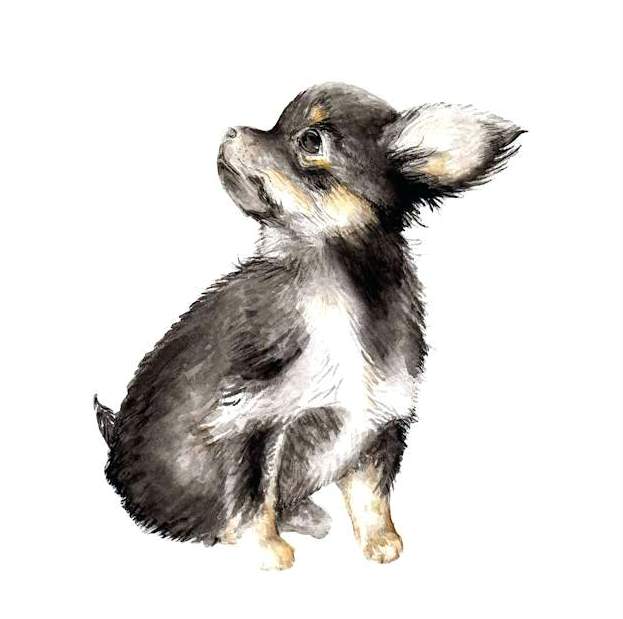 long-haired-chihuahua-by-wandering-1-piece-art-print-canvas-watercolor